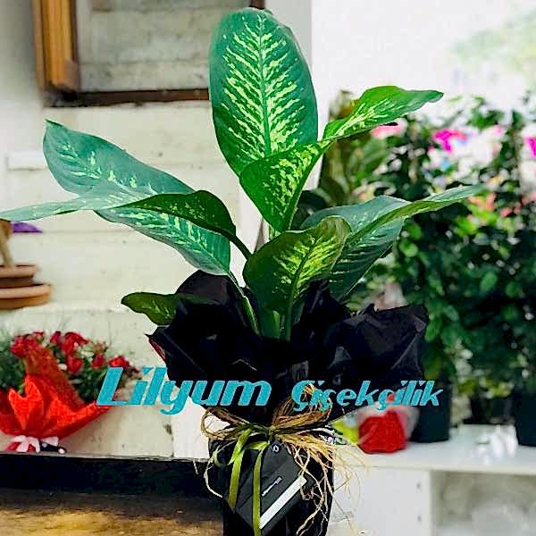 Tropik Difenbahya Saksı Çiçeği Resim 1