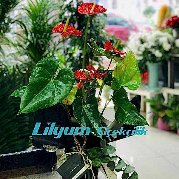 Antoryum Resim 1