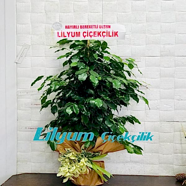 Benjamin Saksı Çiçeği Resim 1